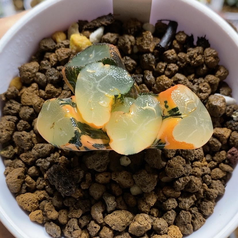 【闪购商品】113巨大化大明湖万象锦