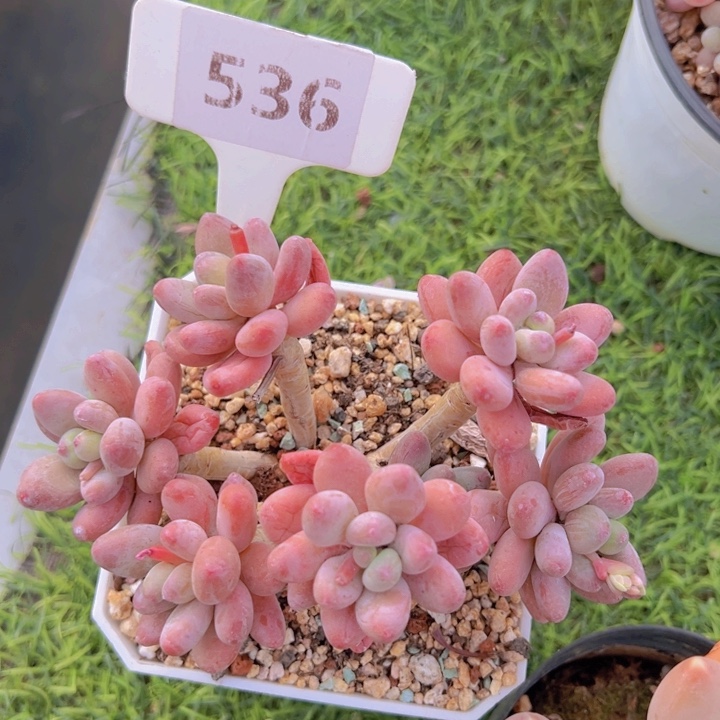 健健康康平平安安