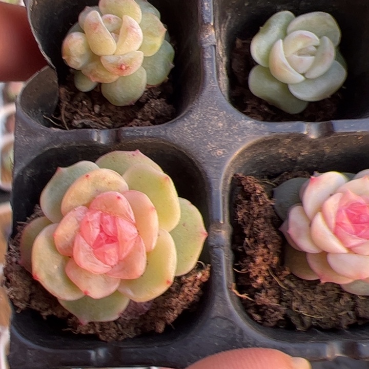 精品糖心一物一拍，尺寸不大介意勿拍