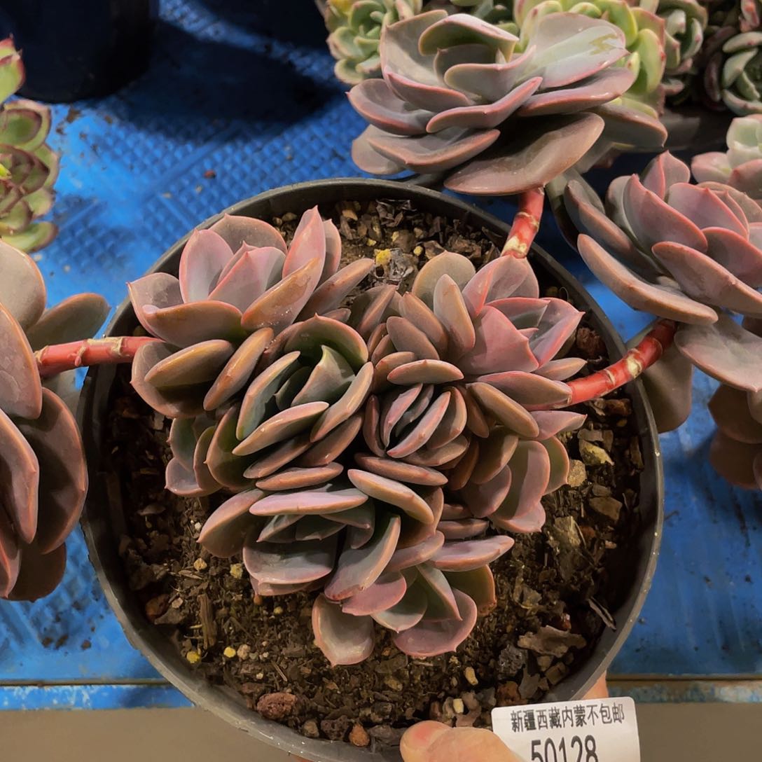 宝***多尘埃50128多肉