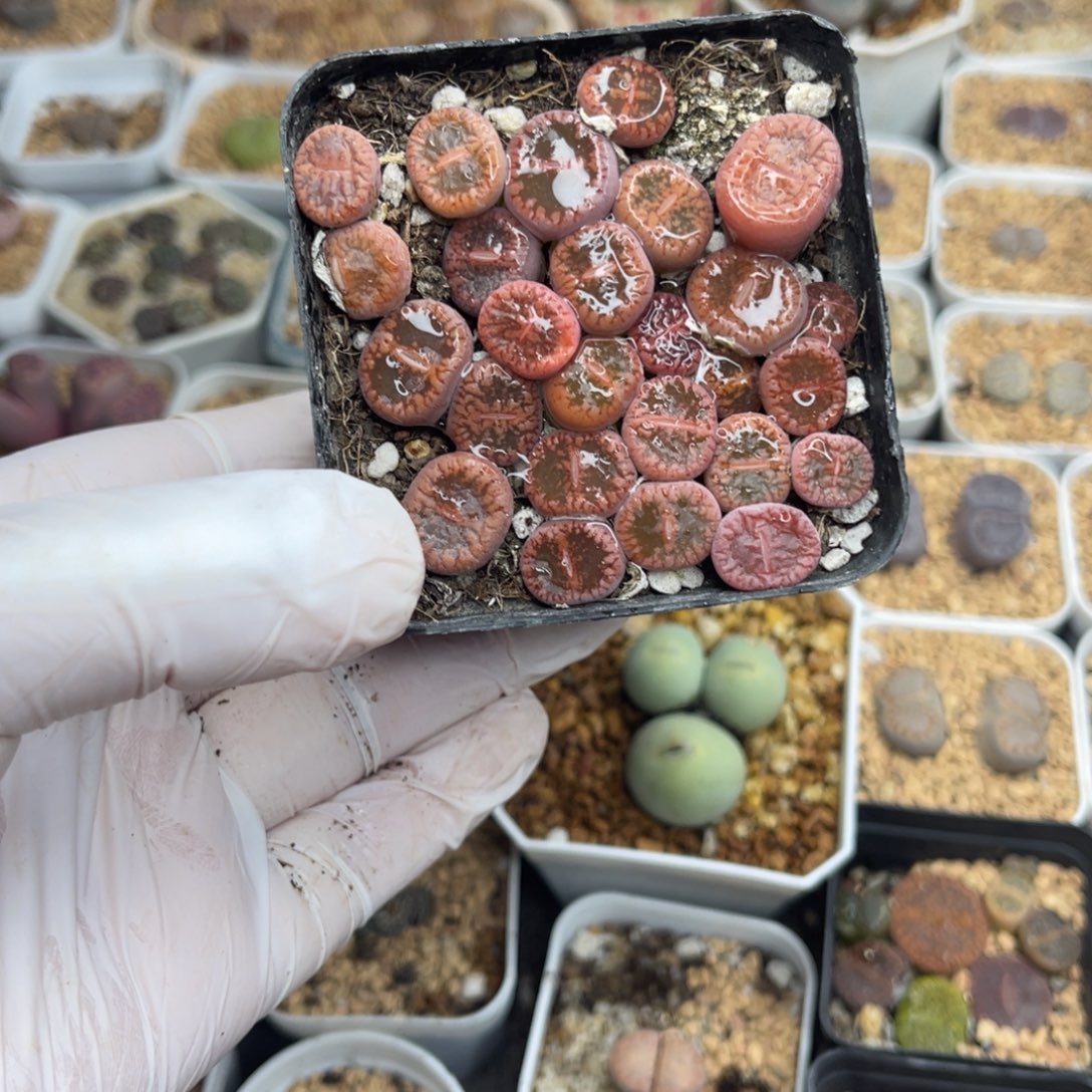 多肉植物一物一拍35