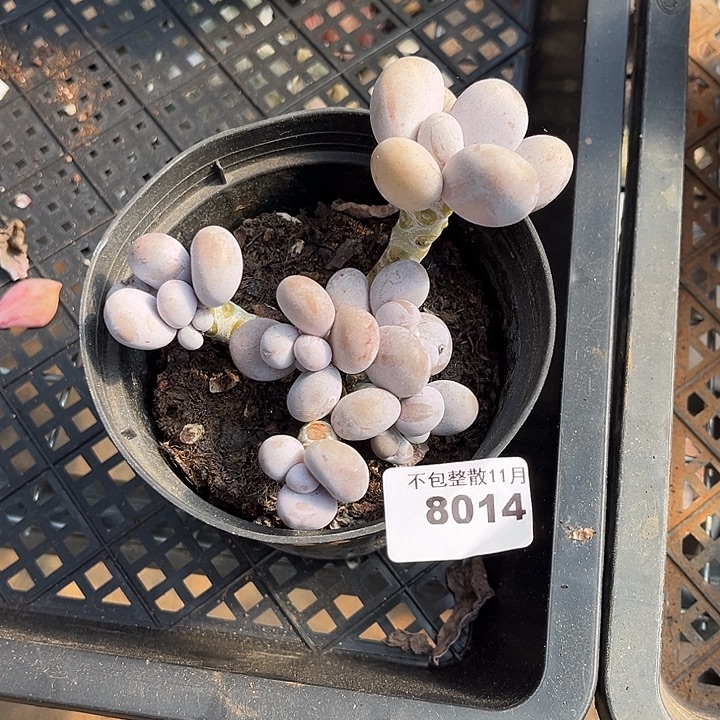 阿雅园艺。      8014奶酪