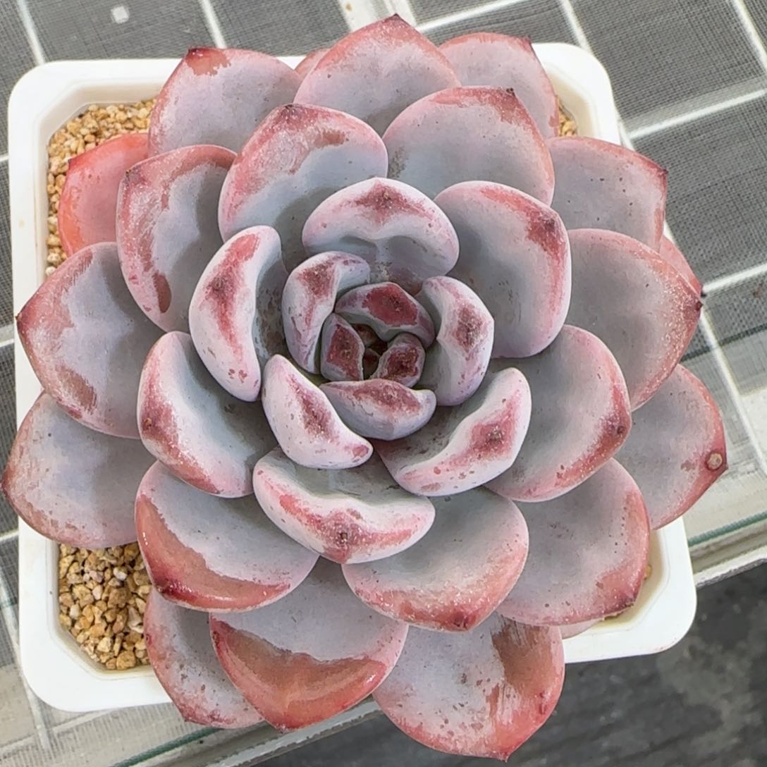 从前慢甄选多肉编号星星雪