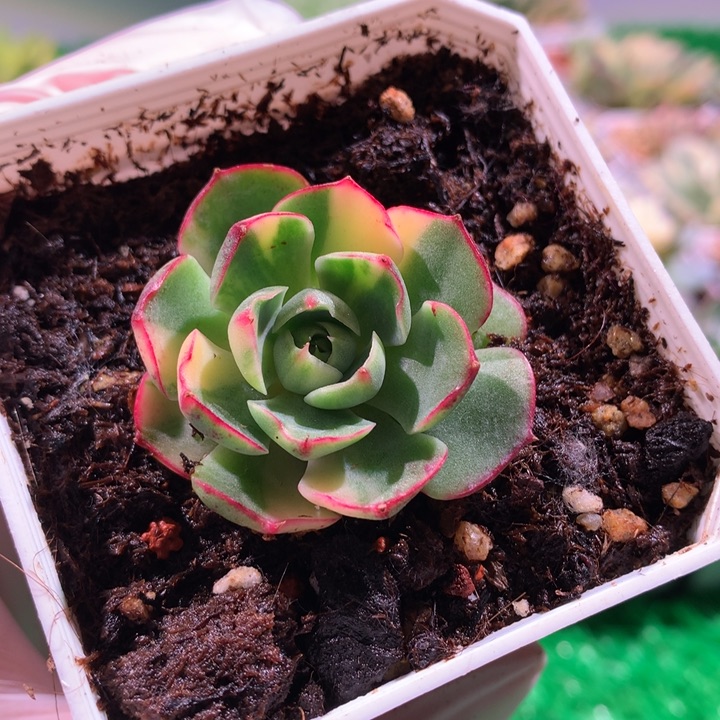 爱火锦，锦哥多肉