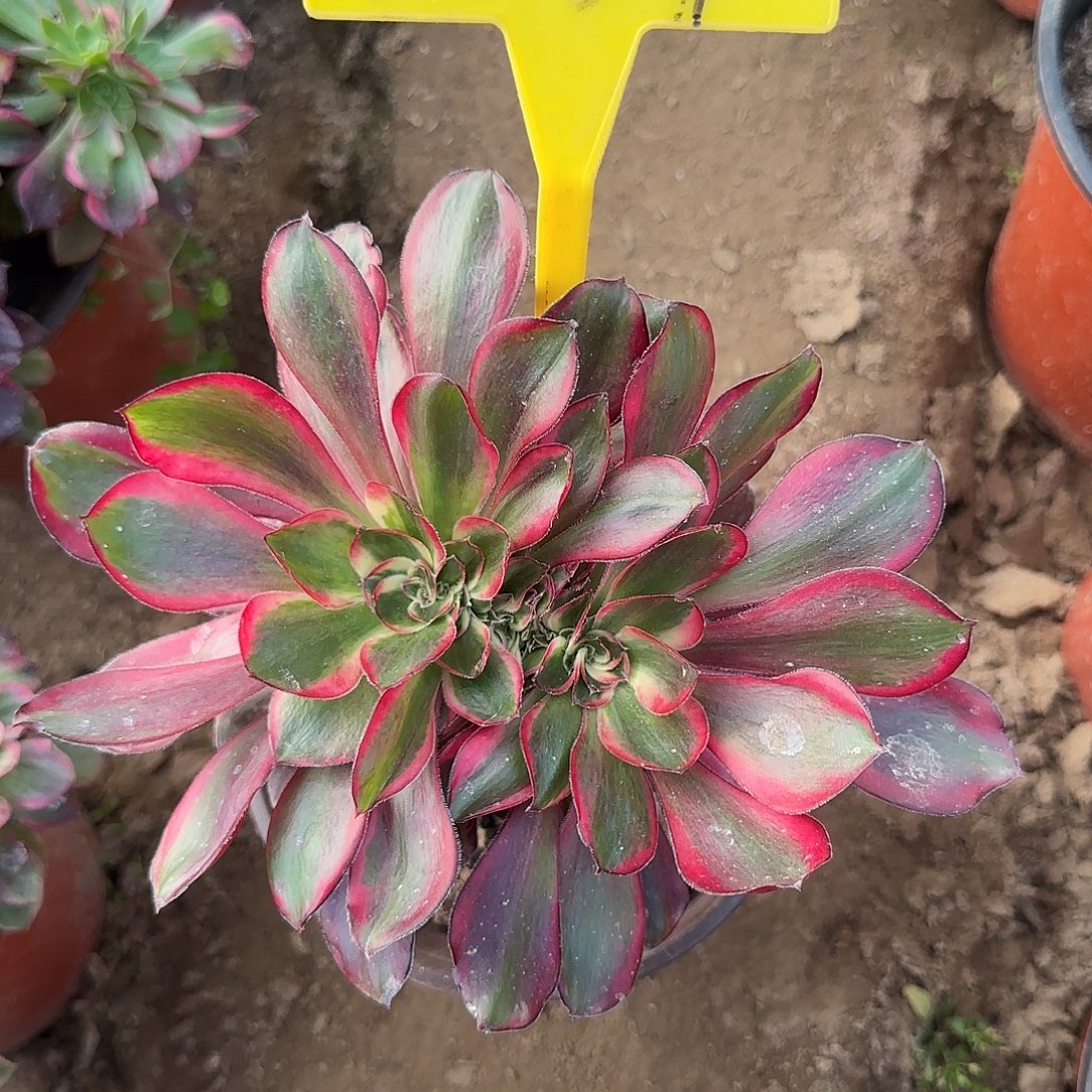 夕***！4239---多头多肉植物