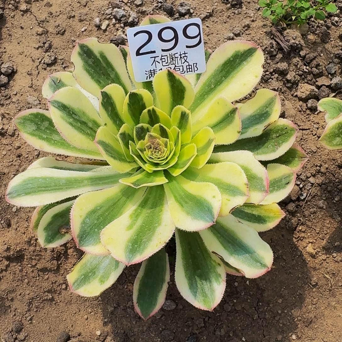 299保时捷多肉法师的