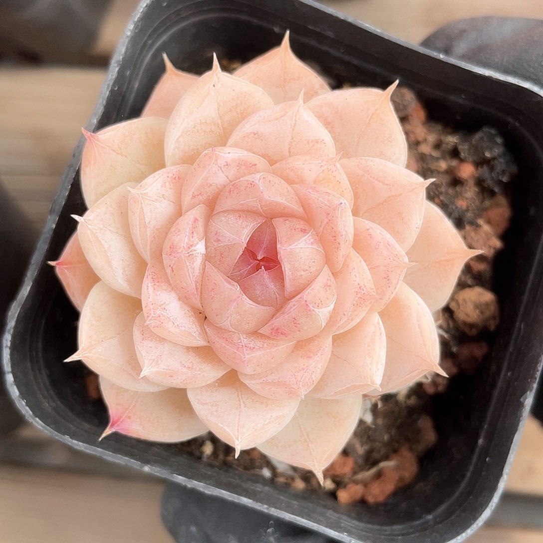 优选26号女王福利 9163