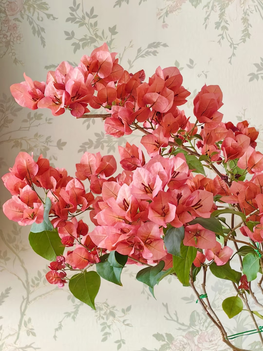 【三角梅0.5双盆组合】室内外阳台露台庭院盆栽地栽四季勤花绿植