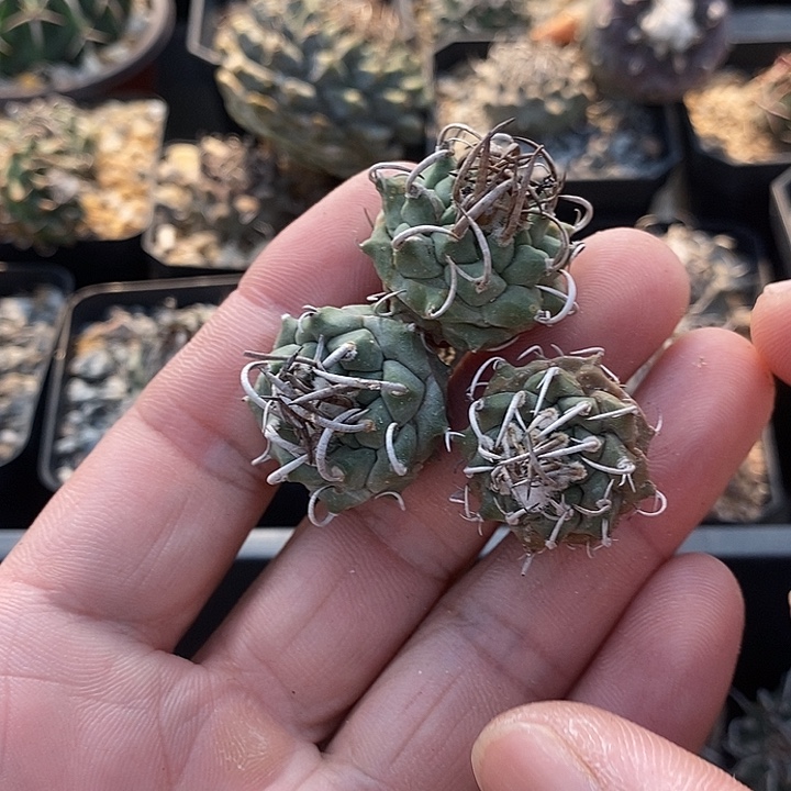 下播福利四个一组仙人球