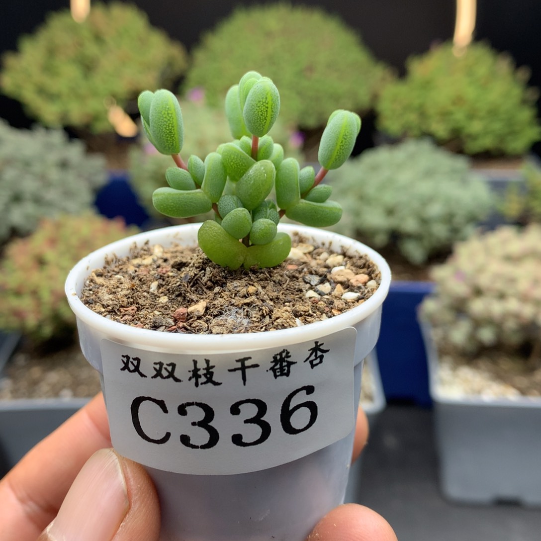 336元宝。          