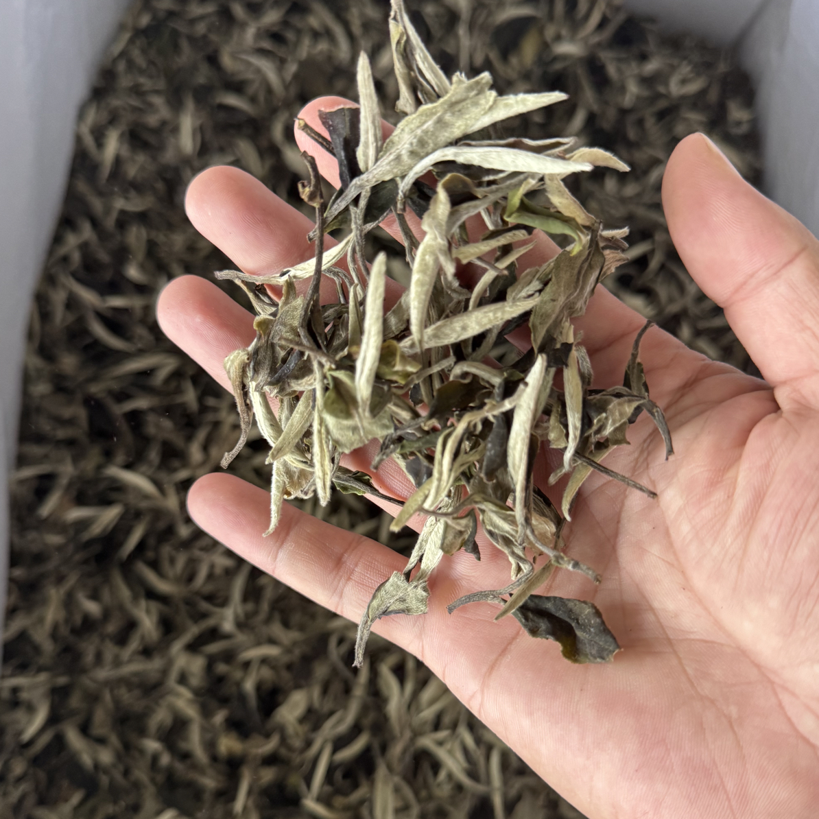 头春月光美人云南白茶甜柔花香蜜香耐泡味足