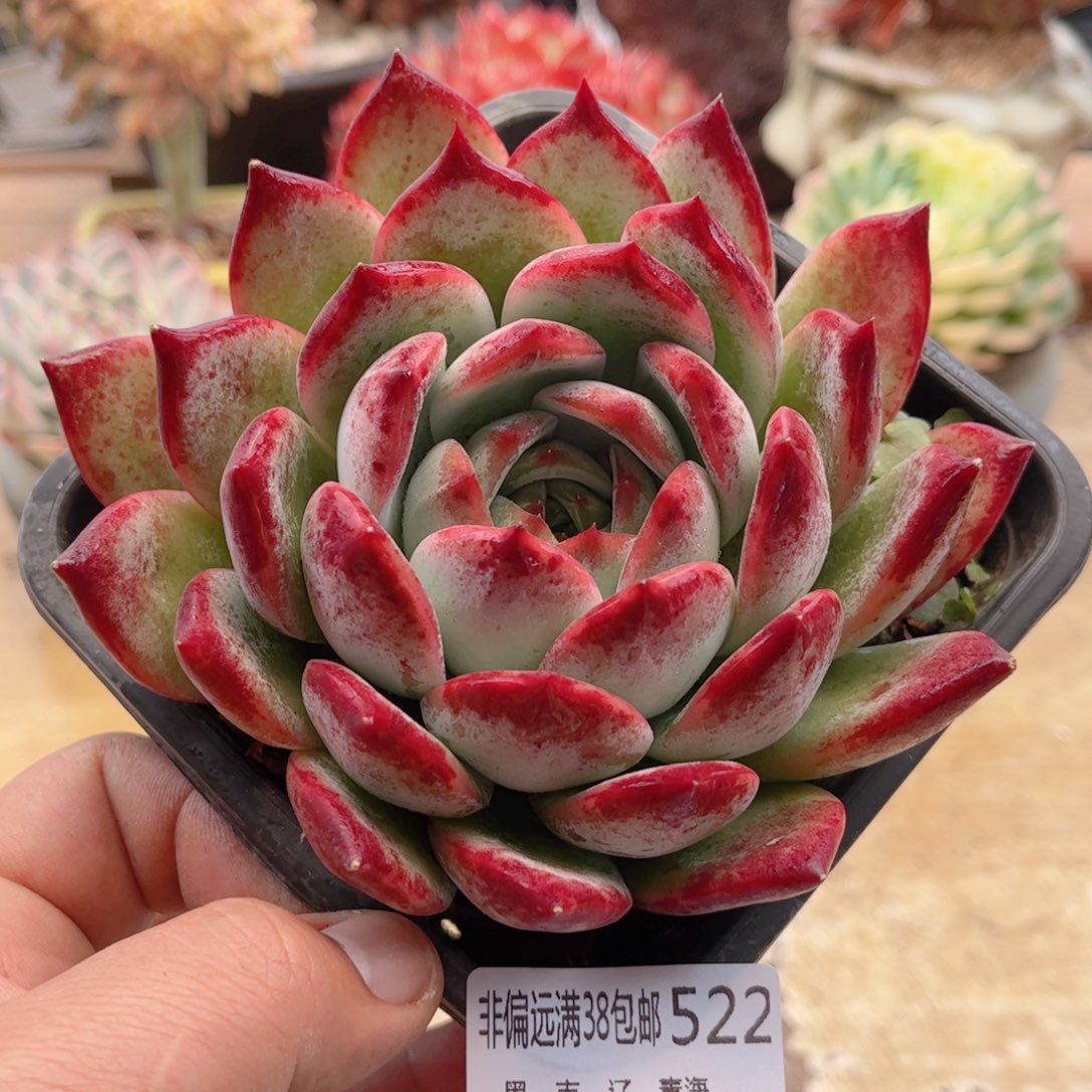 522白弗兰克德华多肉