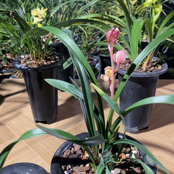 无花朵云追月带花一苗