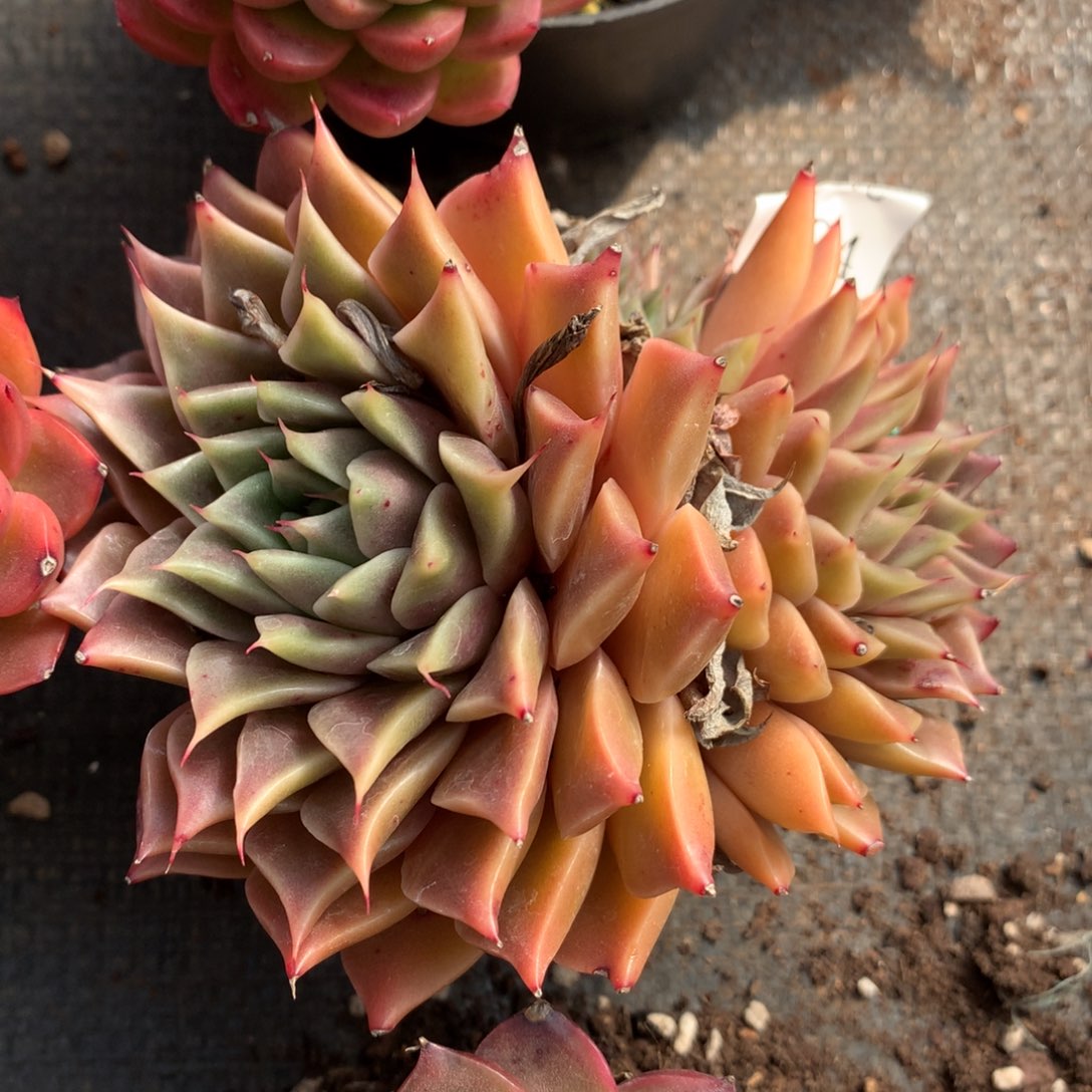 804新年快乐发发发