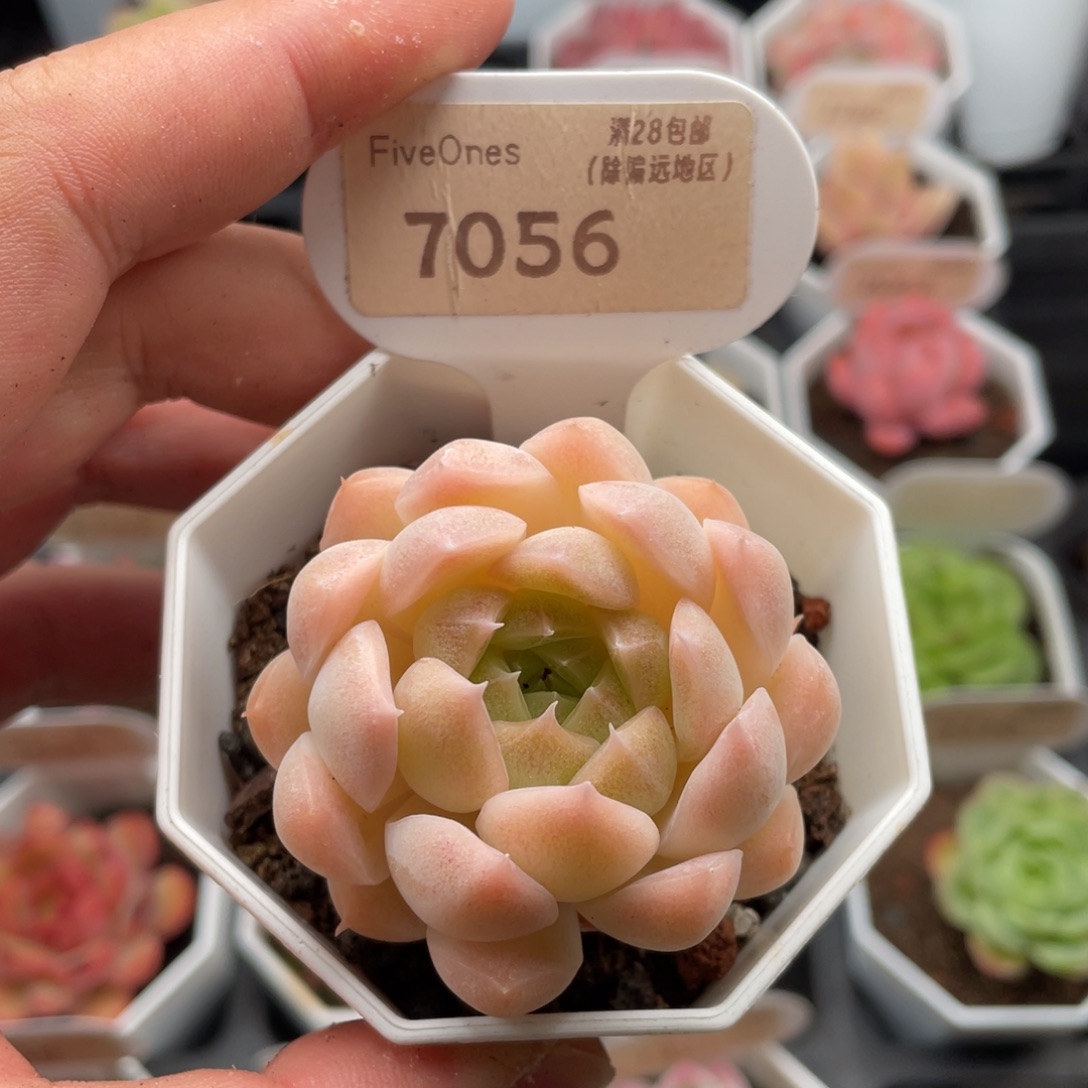 麦秆7056-5.0厘米