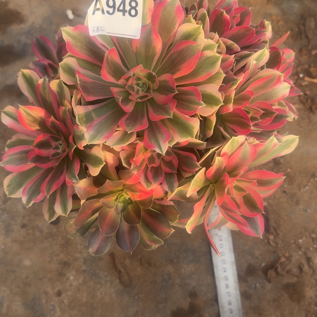 红***、初恋法师一物一拍948