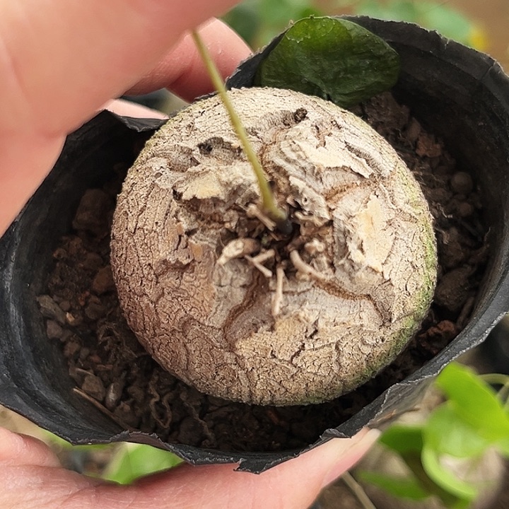 南非龟甲龙白皮龟，潮流植物