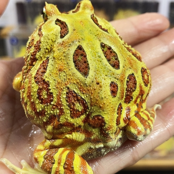 角蛙157号原色角蛙公