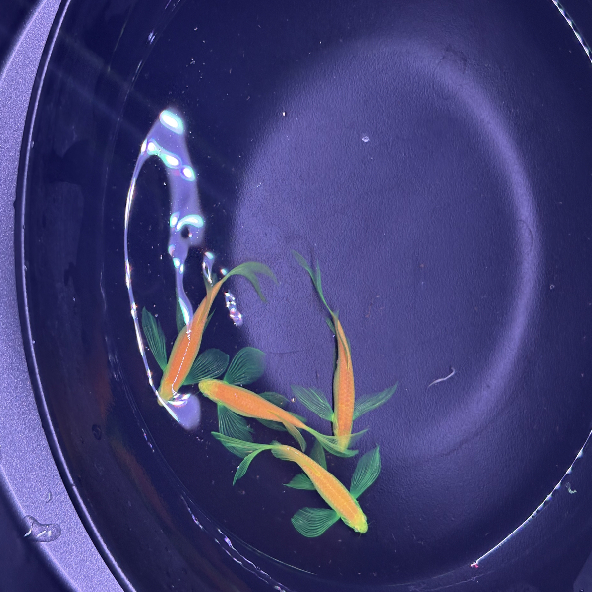 精品龙凤蝶翼斑马鱼热带淡水活体观赏鱼
