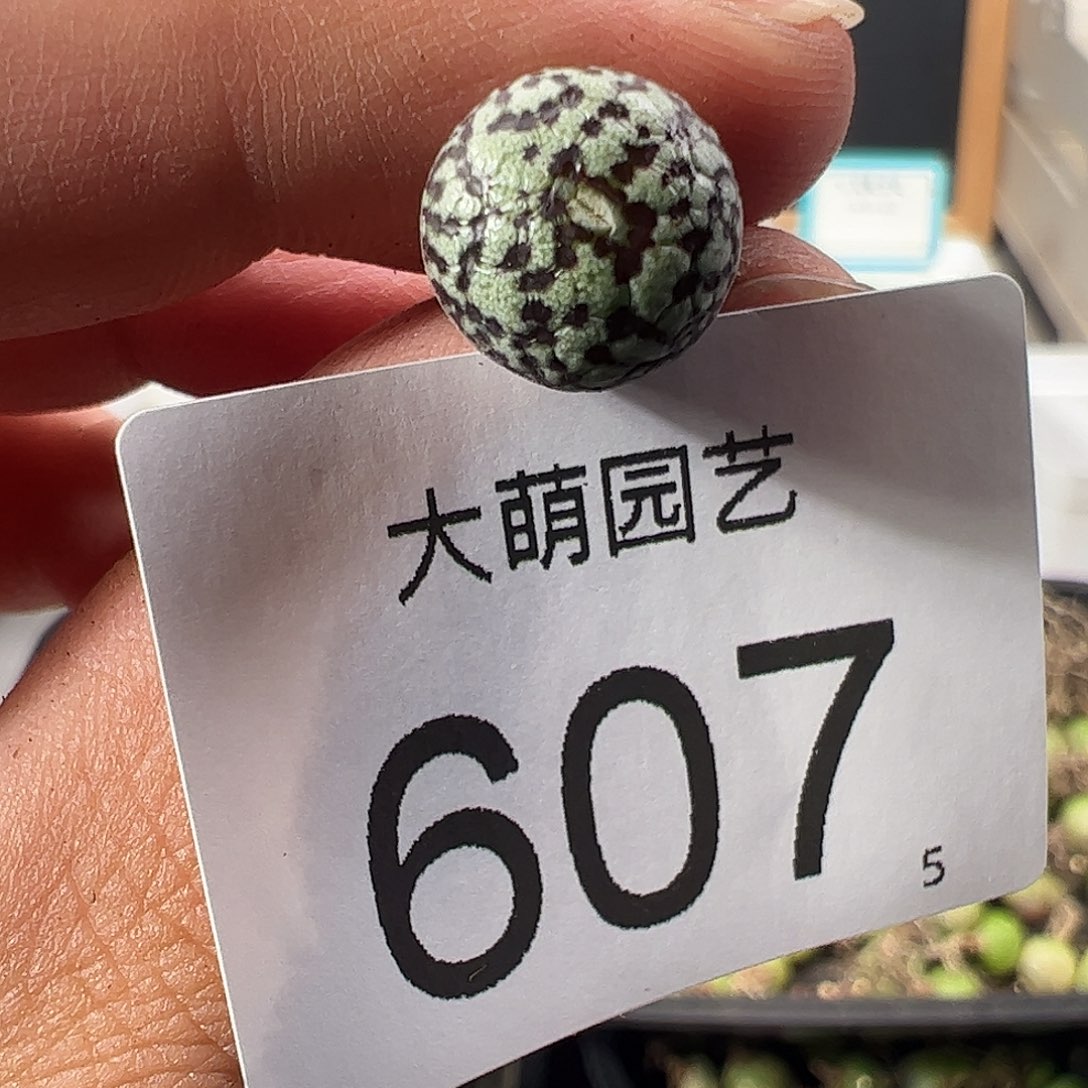 0000607 一物一拍优选泡泡安贞