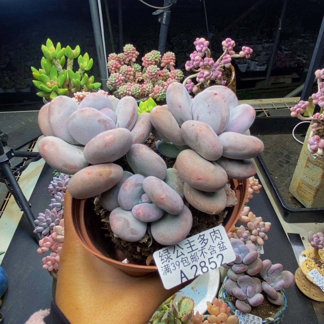 852大叶奶多肉8cm