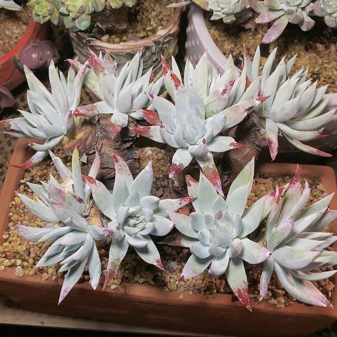 【闪购商品】哈哈哈哈流丹雪山多肉1517