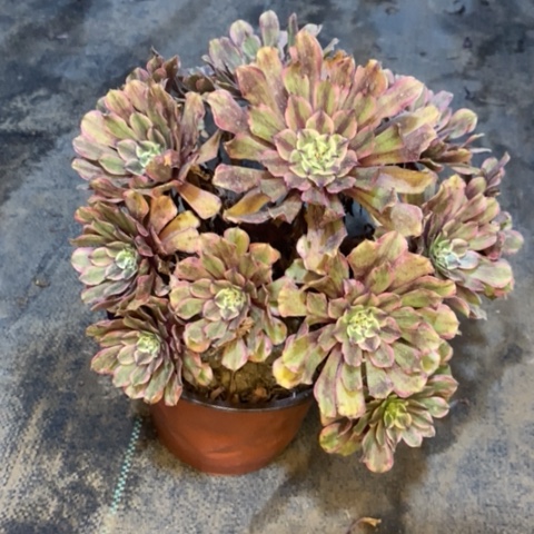 粉黛多肉植物004