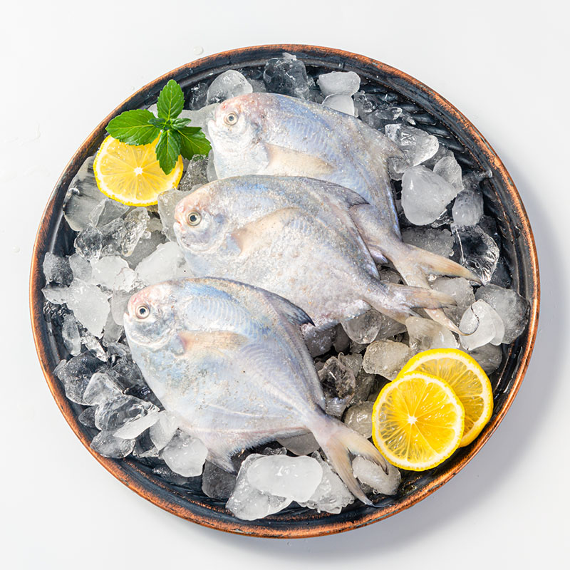 新鲜流网捕捞野生银鲳鱼 新疆包邮