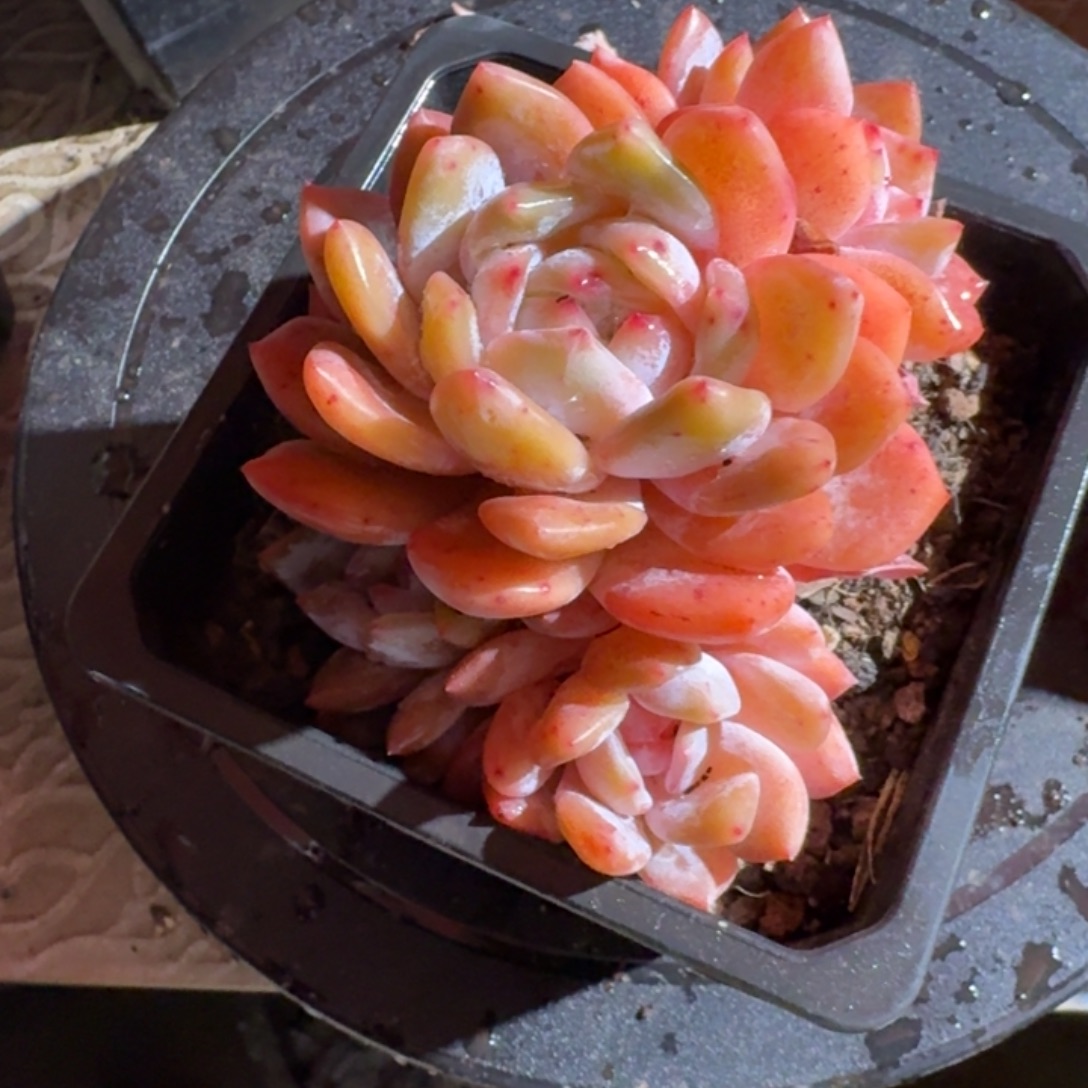 星影多肉（38包邮偏远地区128包邮