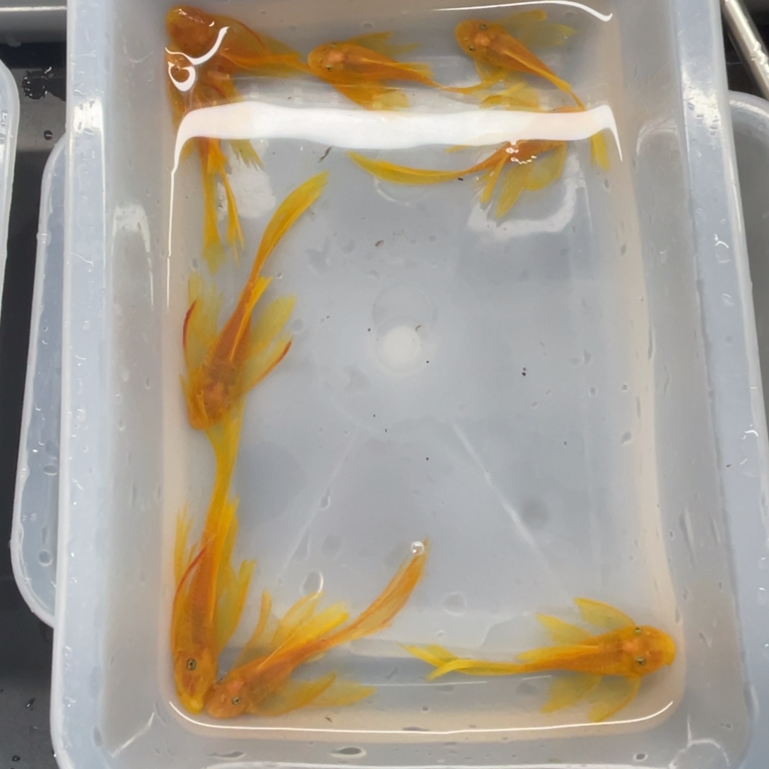 清道夫鱼大号帆10条开箱视频报损