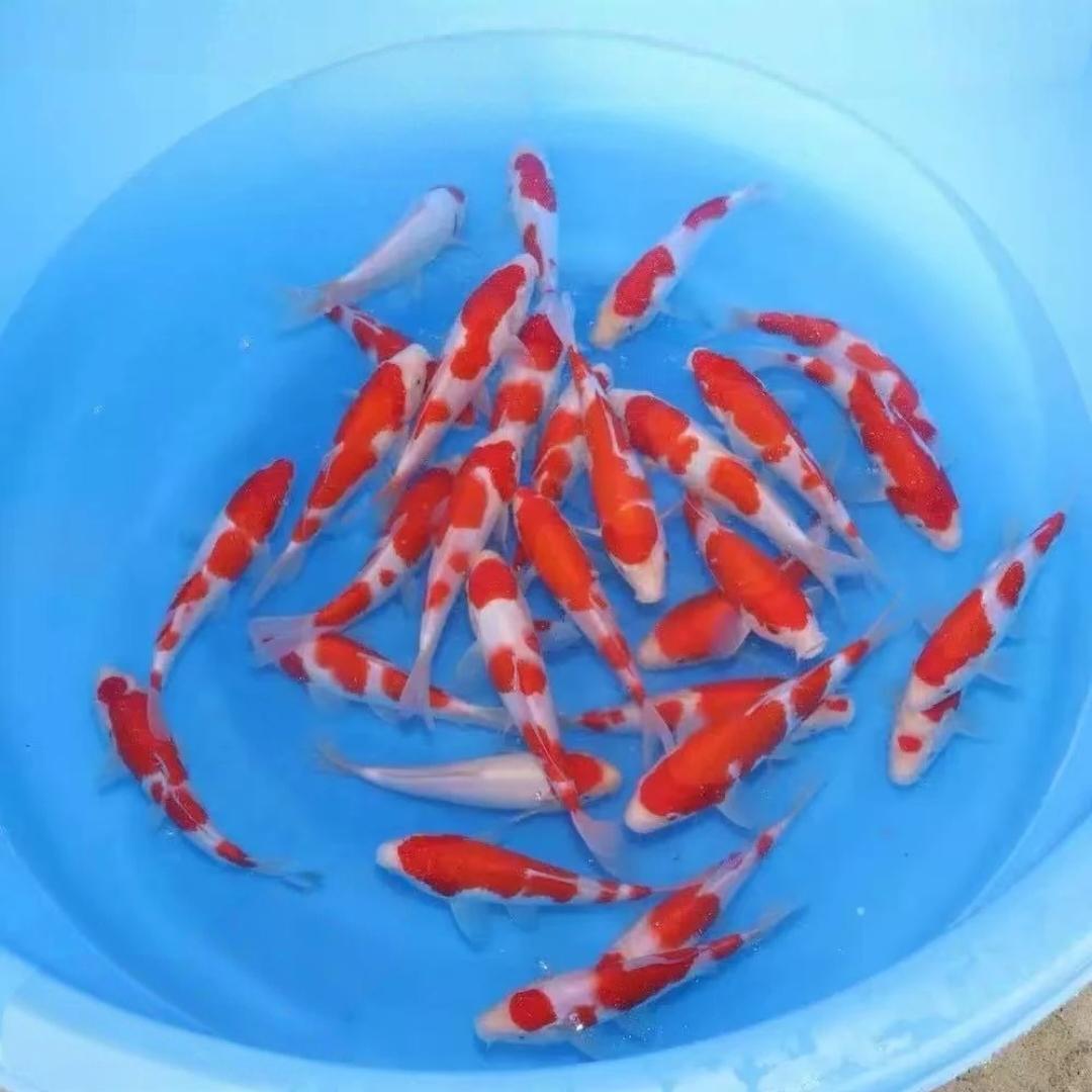 红白三色大正孔雀秋翠锦鲤宠物观赏鱼昭和绯写芥子冷水鱼好养耐活