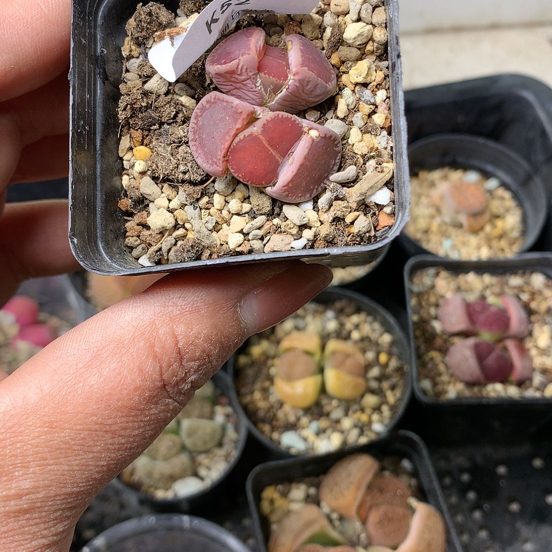 K52多肉植物保护研究所