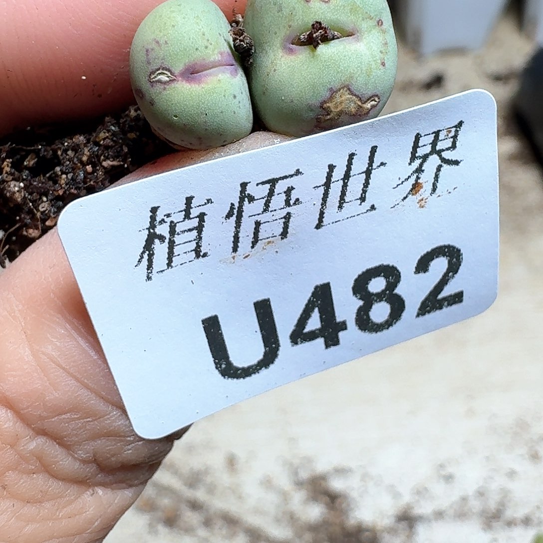 482号多肉植物哇d f