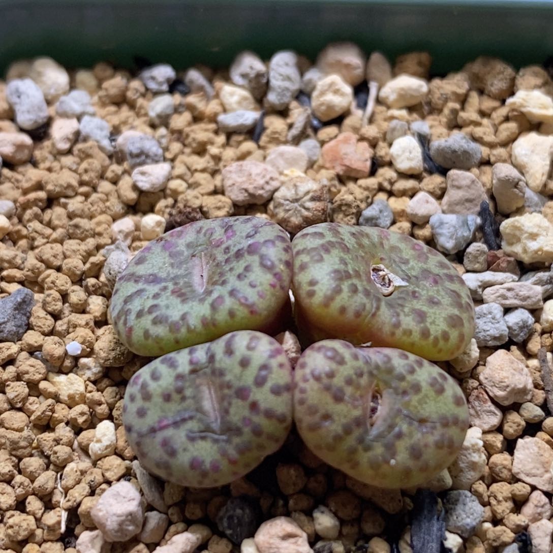 开播福利四头泡点安枕