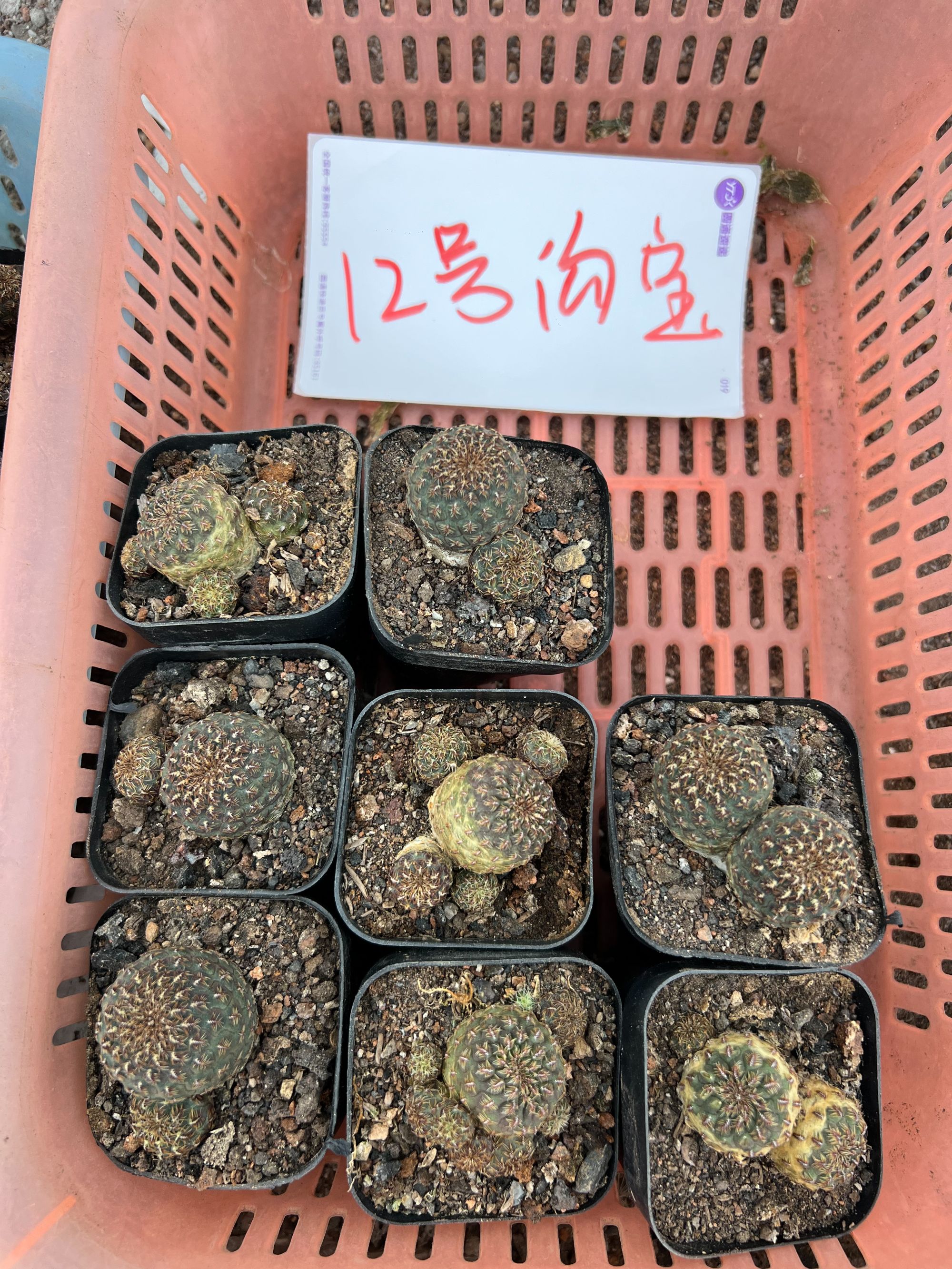 二妹园艺【 12号沟宝 】满18包邮仙人球默认脱土随机发货