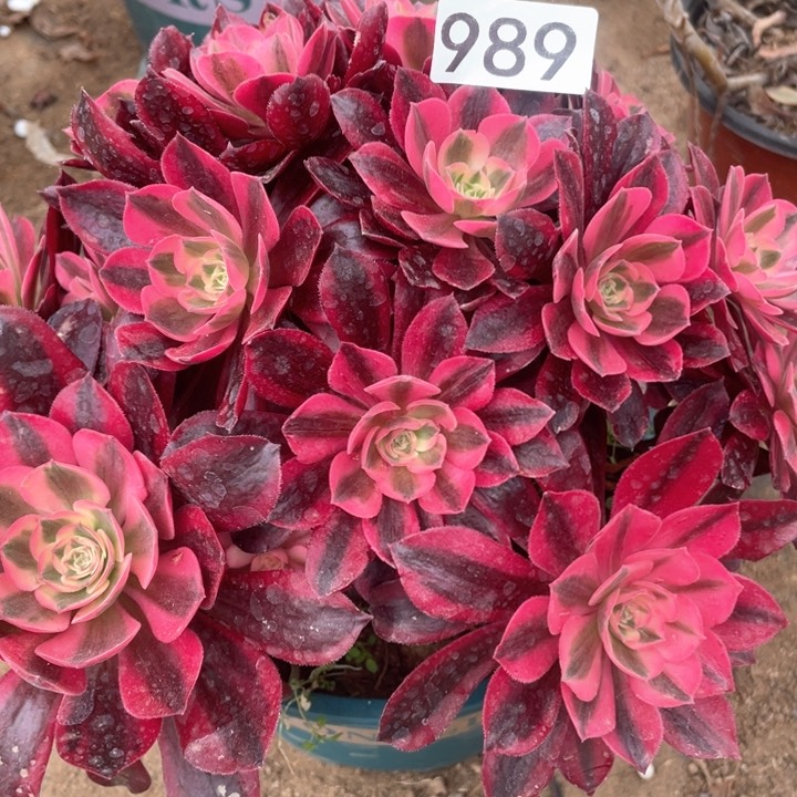 989多肉植物美杜莎