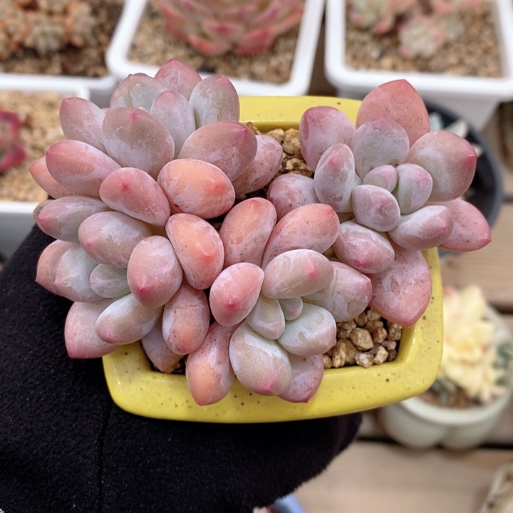 香水 韩货精品666