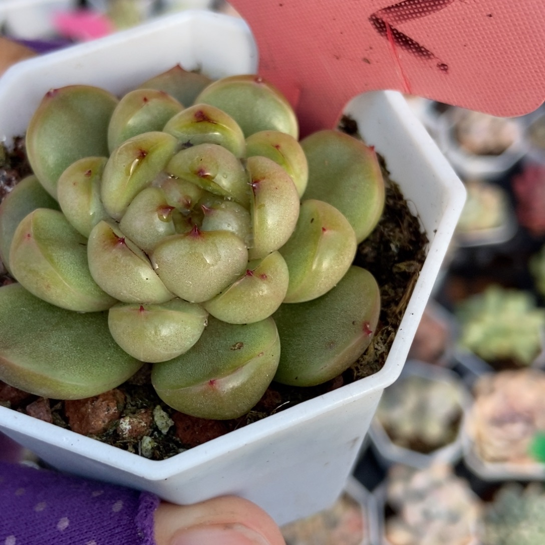 7302莱拉珍妮多肉植物了