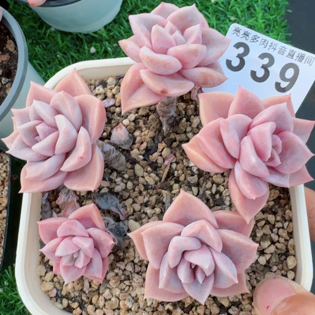 哈莉沃森老桩         多肉植物