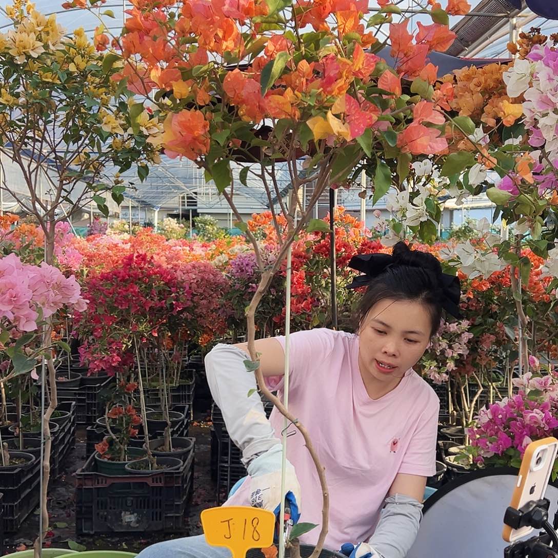 岁***。大部分花苞少量开放J18阿达娜