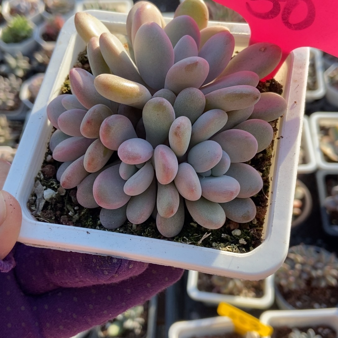 50粉兔多肉植物多肉