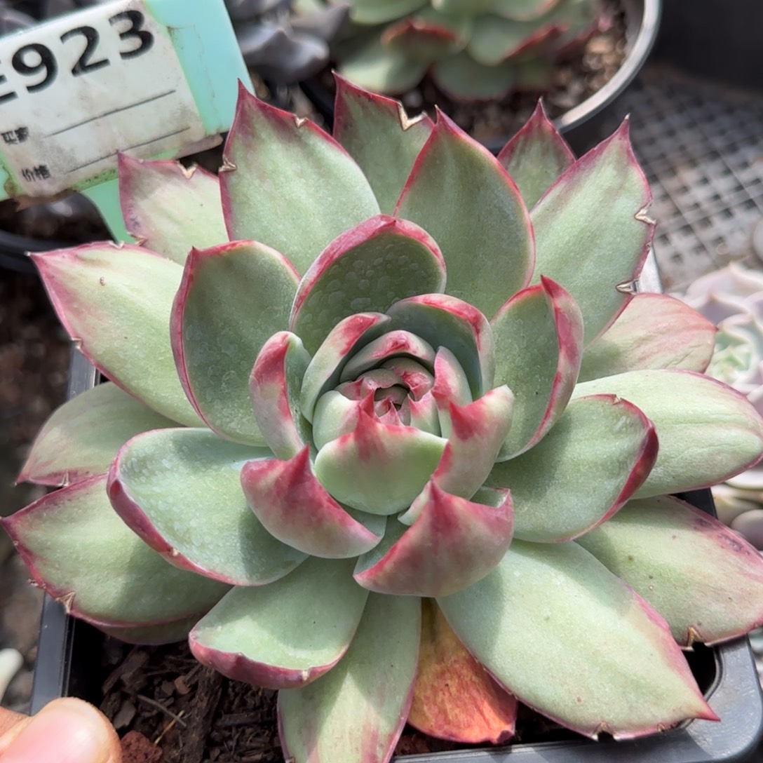 惊鸿一物一拍包装收缩花旱923