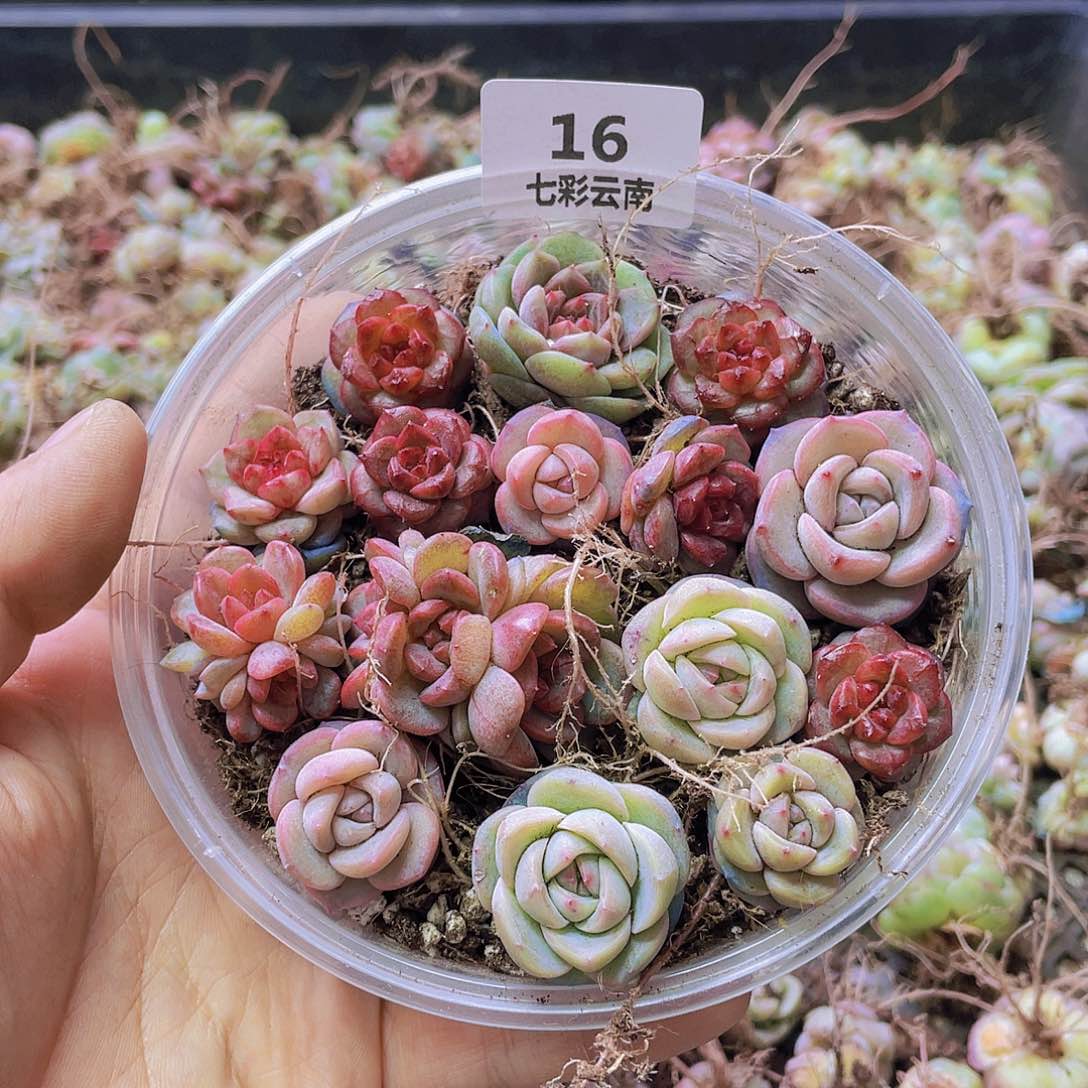 一物一拍016号。      