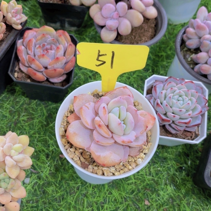 我的小可爱们都好可爱