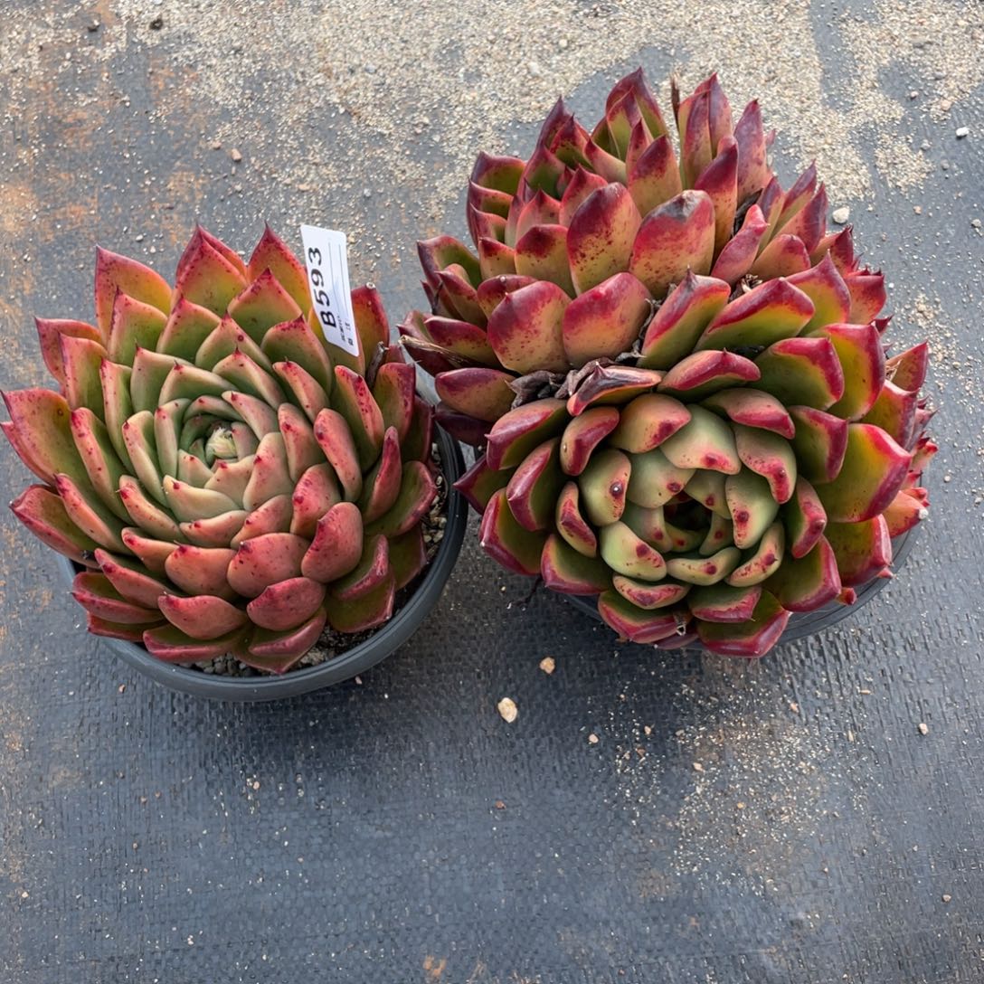 无花朵若如东云单拍B593