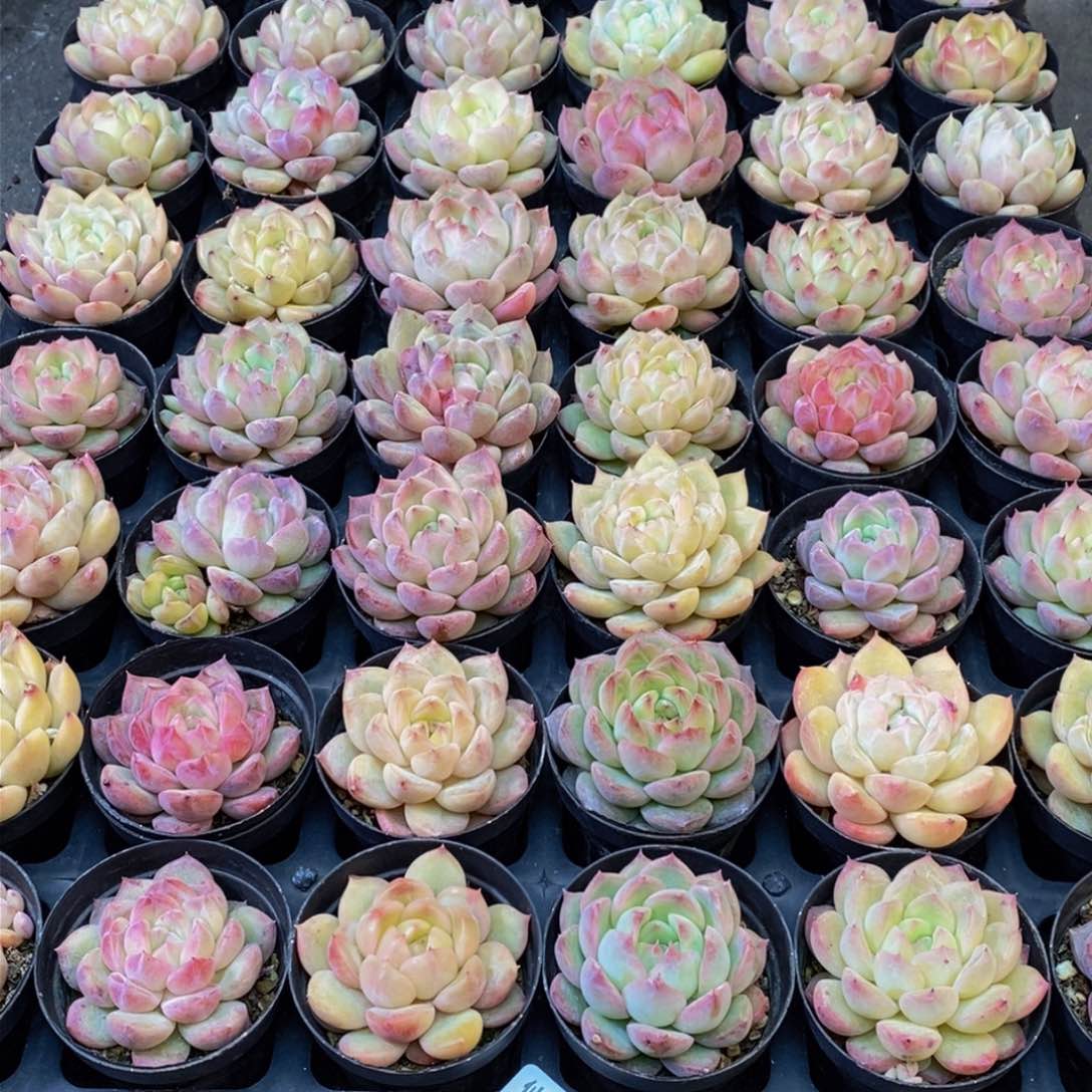 ?596多肉植物保护研究所所长