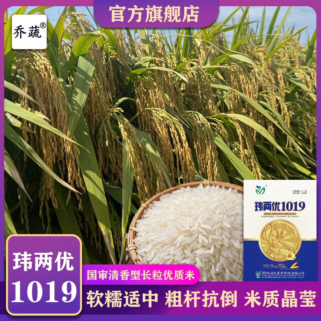 国审稻玮两优1019清香型优质水稻种籽长粒大穗结实率优质水稻种