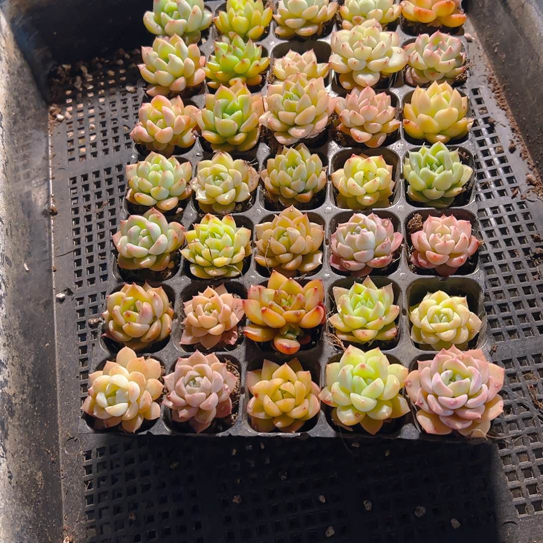 直播福利一物一拍247