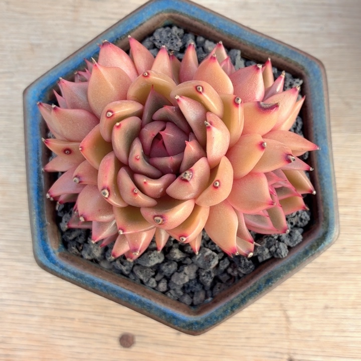 多肉植物 香槟玫瑰-4