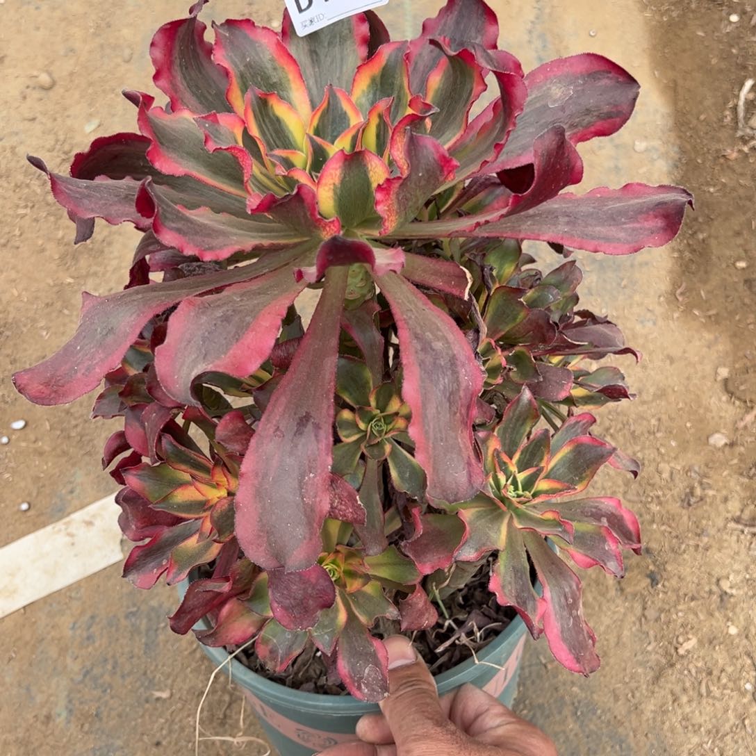 120魅影多肉植物法师多肉植物